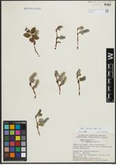 Foto von Salix arctica Pall.